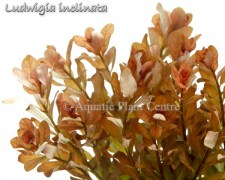 Ludwigia inclinata